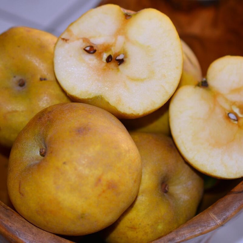 POMMIER REINETTE DU MANS